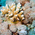 DSCF8291 boulickovy koral